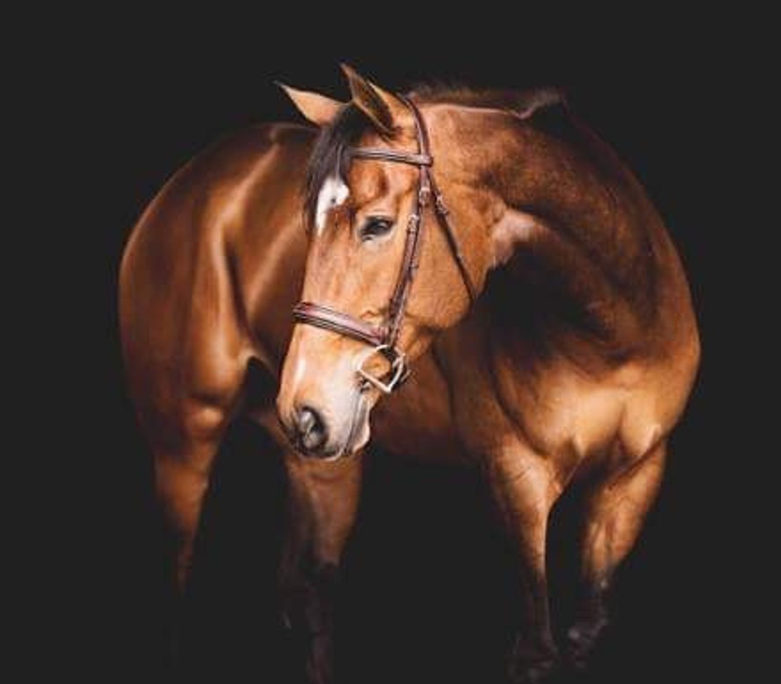 Home Barn Management Software Equine Simplified