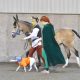 Celebrate Halloween With Your Horse - two girls in costumes dog - Equine Simplified