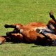 Colic in Horse laying on his back in a field - Equine Simplified