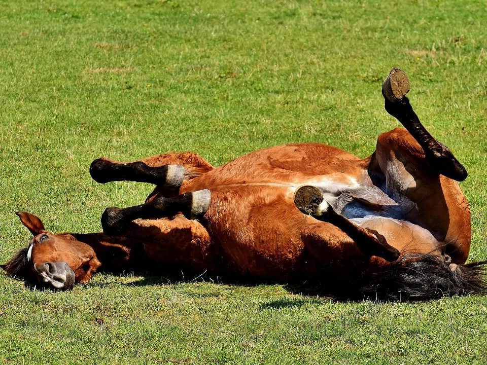 Colic in Horse laying on his back in a field - Equine Simplified