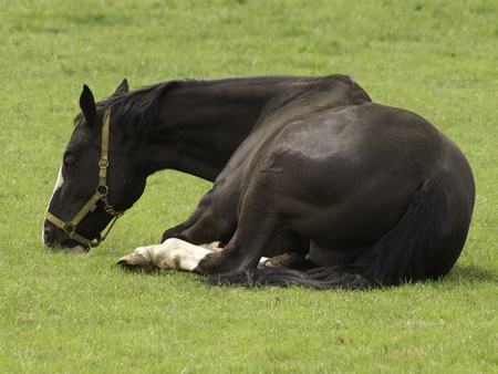 Horse resting - Colic in horses treatment - Equine Simplified