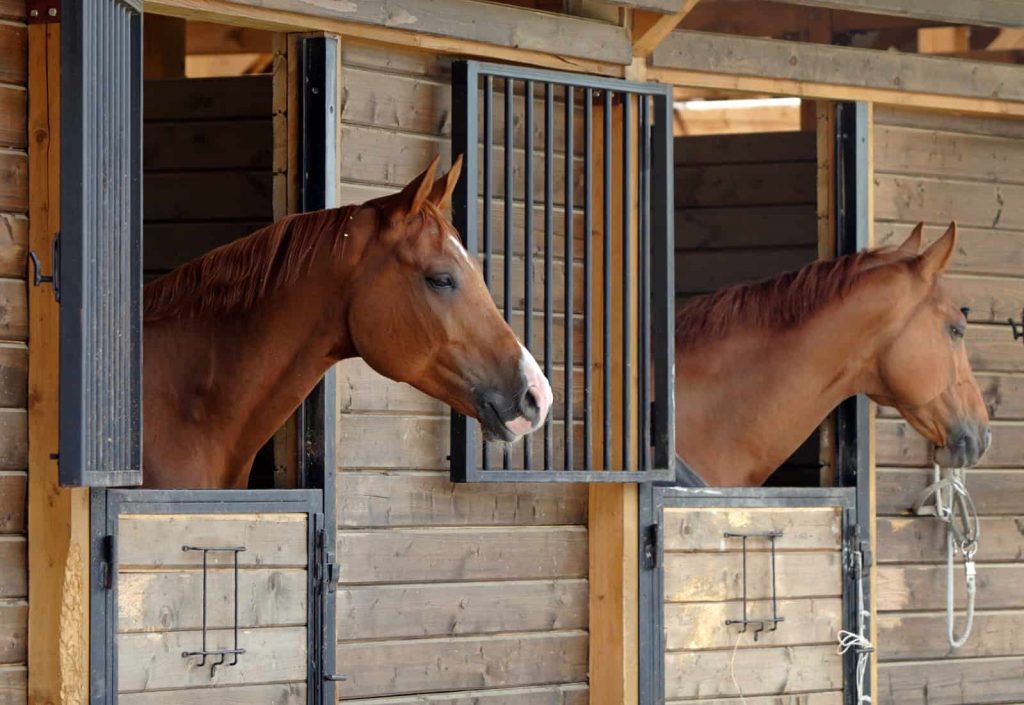 Two horses on the stables - Colic in horse treatment- Equine Simplified