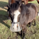 Pony using a Thinline Flexible Filly Grazing Muzzle - Equine Simplified