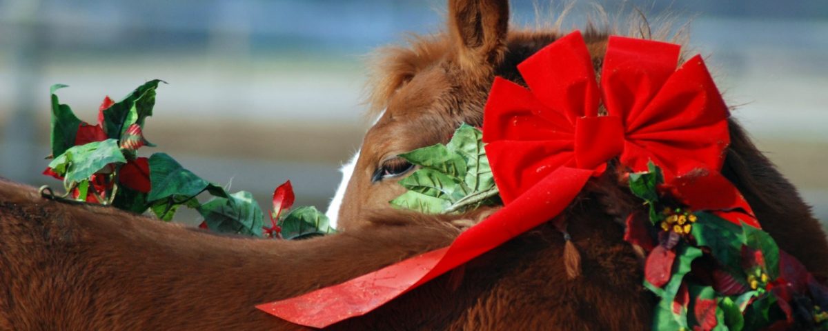 A Practical Gift For Horse Owners & Barn Managers - Horse with christmas decoration - Equine Simplified