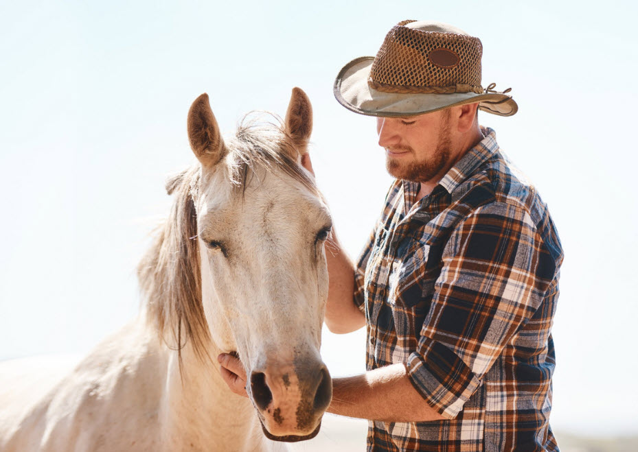 How Do Horses Communicate Moods? - Equine Simplified Blog