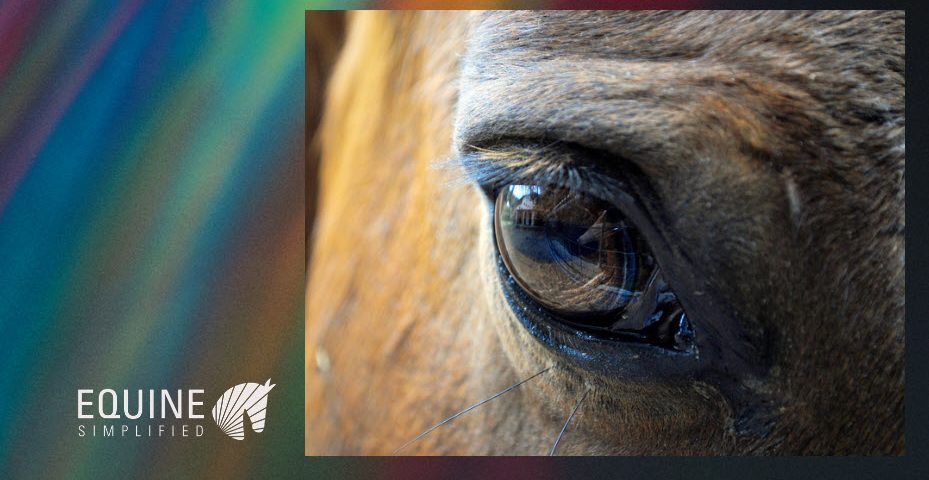 More than Meets the Eye - Understanding Equine Vision