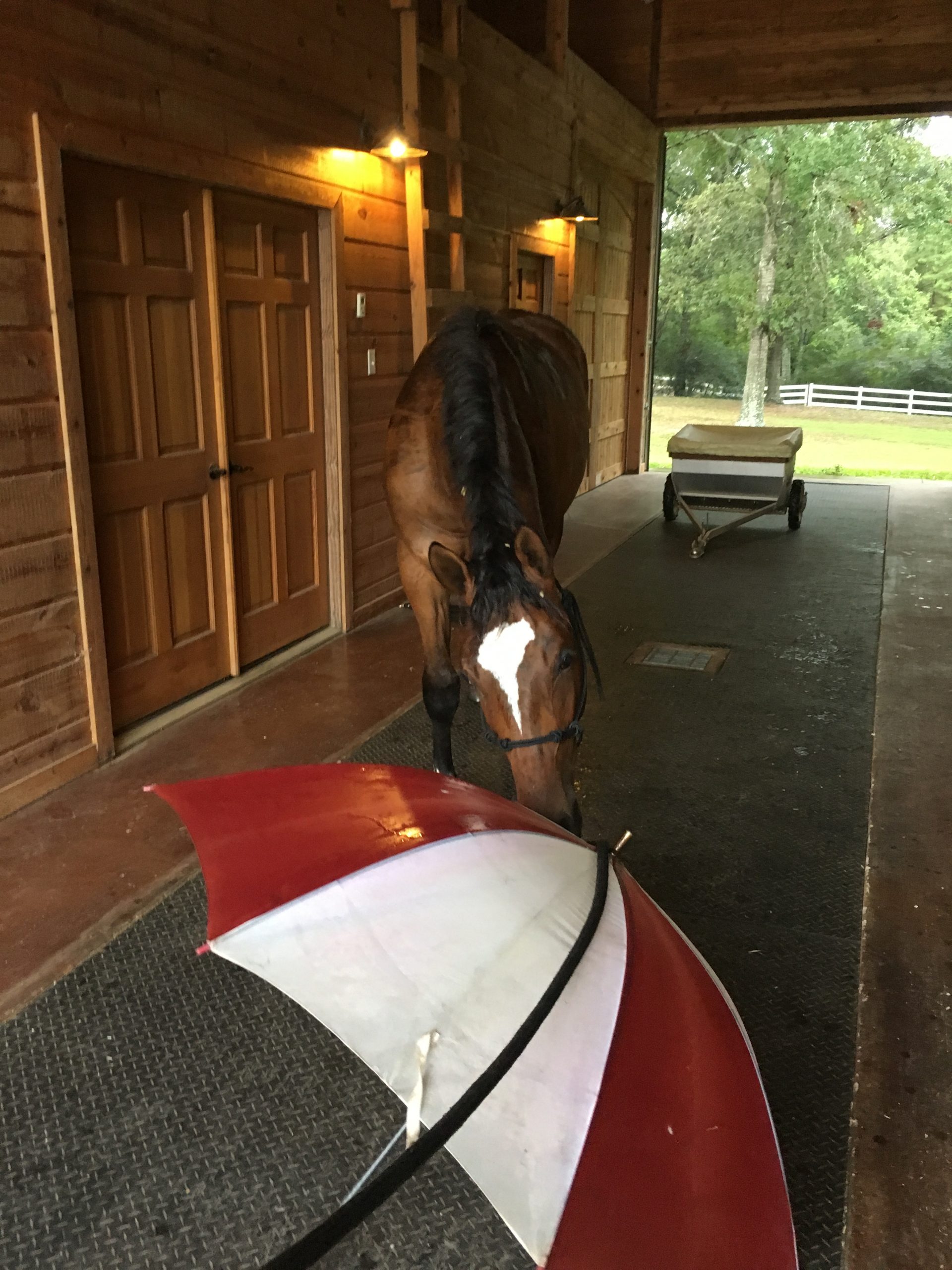 Hurricane Preparation for Horses and Barn Equine Simplified