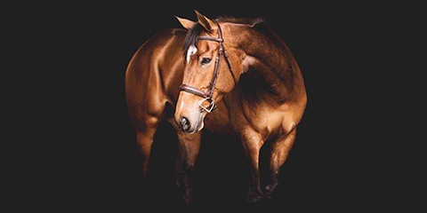 Brown Horse - Barn Management Software - Equine Simplified